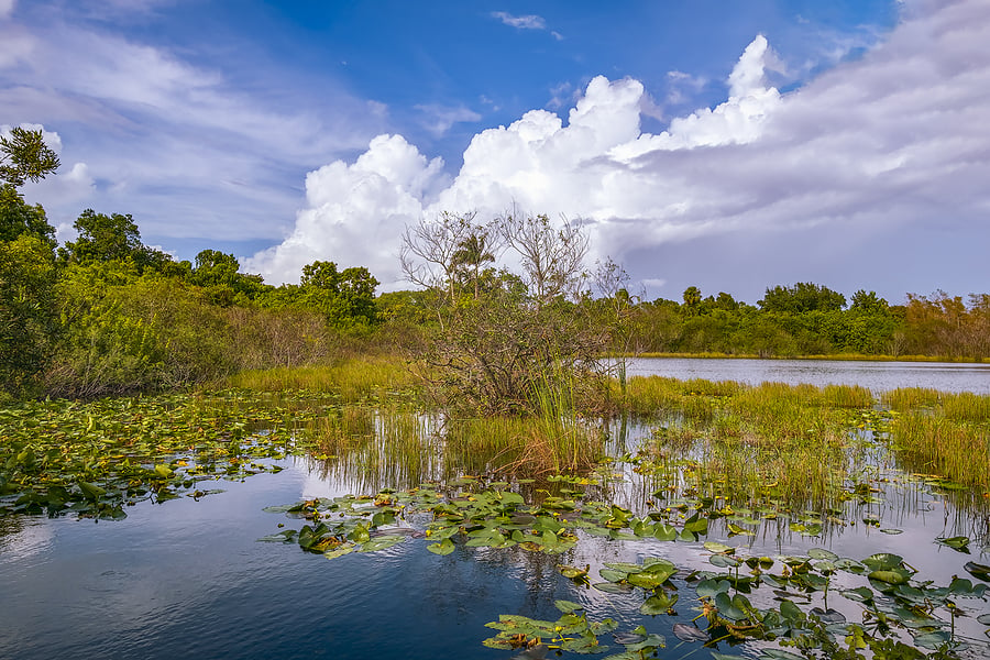 bigstock-Wetlands-In-Big-Cypress-Nation-395502365