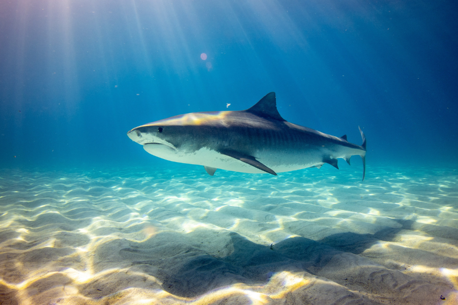 Water safety tips to help when you are around sharks