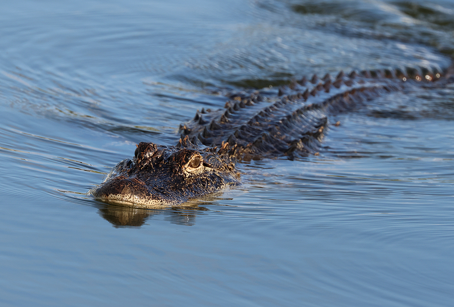 alligator safety tips florida