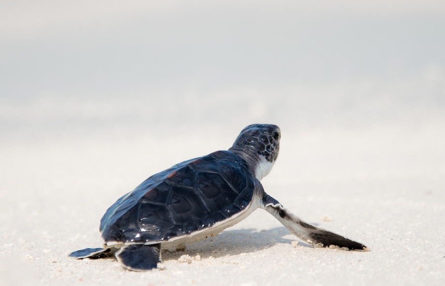 sea turtle baby on sandy beach